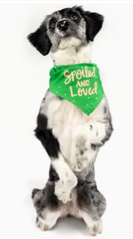 Large/XL Dog Bandana - Green/Pink "Spoiled and Loved"